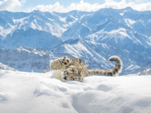 Panthère des neiges allongée dans la neige avec les montagnes enneigées du Ladakh en arrière-plan. Faune sauvage au cœur de l'Himalaya indien, dans les paysages isolés et majestueux du Ladakh Snow leopard lying in the snow with the snow-covered mountains of Ladakh in the background. Wildlife in the heart of the Indian Himalayas, amidst the isolated and majestic landscapes of Ladakh.