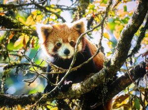 Red panda in Singalila National Park, India, resting on bamboo branch during wildlife safari 6