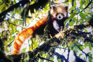 Red panda in Singalila National Park, India, resting on bamboo branch during wildlife safari 5