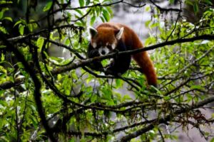 Red panda in Singalila National Park, India, resting on bamboo branch during wildlife safari 4