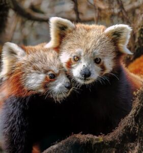 Red panda mother and cub spotted in Singalila National Park, Himalayan forest India 2
