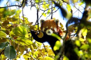 Red panda in Singalila National Park, India, resting on bamboo branch during wildlife safari 3