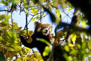 Red panda in Singalila National Park, India, resting on bamboo branch during wildlife safari 2