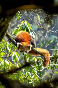 Red panda in Singalila National Park, India, resting on bamboo branch during wildlife safari 1