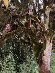 Eco-lodge accommodation in the hills near Singalila National Park, India 6