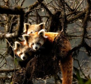 Red panda mother and cub spotted in Singalila National Park, Himalayan forest India
