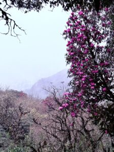 Eco-lodge accommodation in the hills near Singalila National Park, India 5