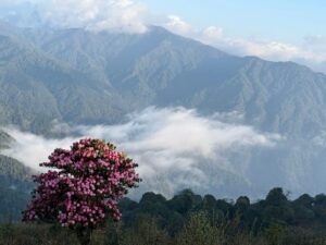 Eco-lodge accommodation in the hills near Singalila National Park, India 4