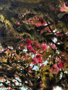 Eco-lodge accommodation in the hills near Singalila National Park, India