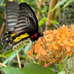 Tigres en Inde • Faune sauvage d’Inde • Nature indienne • Jungle d’Inde • Expériences authentiques en Inde • Animaux d’Inde • Parcs nationaux indiens • Panthera India • Wildlife Inde • Version premium Inde • Explorations naturalistes en Inde • Immersion en pleine nature • Big Cats India-6