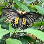 Tigres en Inde • Faune sauvage d’Inde • Nature indienne • Jungle d’Inde • Expériences authentiques en Inde • Animaux d’Inde • Parcs nationaux indiens • Panthera India • Wildlife Inde • Version premium Inde • Explorations naturalistes en Inde • Immersion en pleine nature • Big Cats India-4